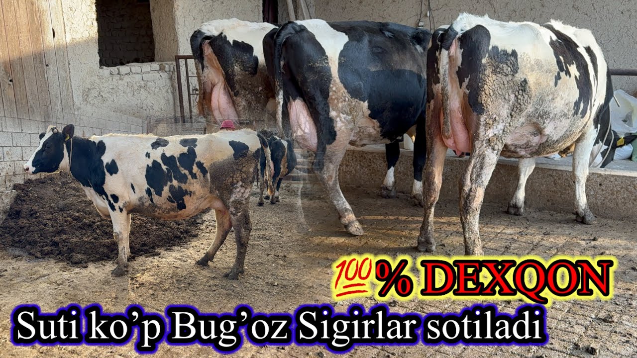 💯% DEXQON. ZO’R NARX AYTDI . Suti ko’p Bug’oz Sigirlar sotiladi. Dastafka yuq.