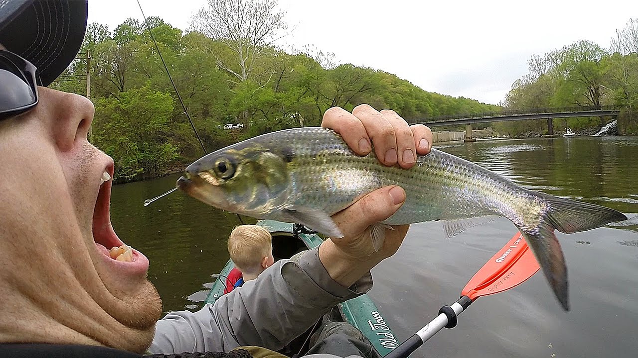 Kayak fishing for shad and fishing for catfish - Catfishing with shad - catch shad with lures