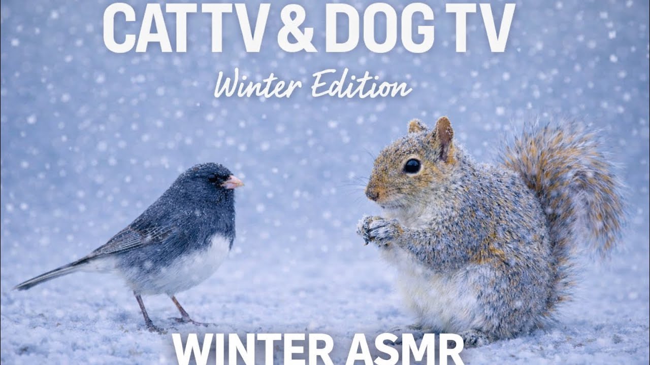 Snowy Backyard Birds and Squirrels for Cats & Dogs❄️ Winter Wildlife ASMR ❄️