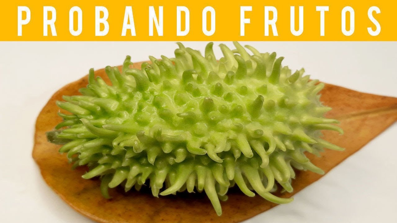 🔵Probando PEPINO MAXIXE, SILVESTRE, de MONTE, AFRICANO o CHAYOTILLO (Tasting MAROON/WILD CUCUMBER)🥒😋