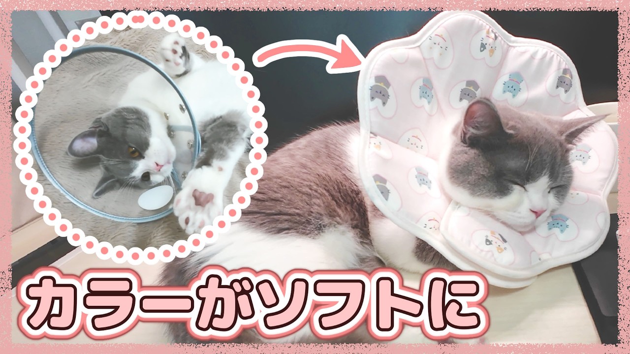 去勢後猫のエリザベスカラーがソフトタイプになりました