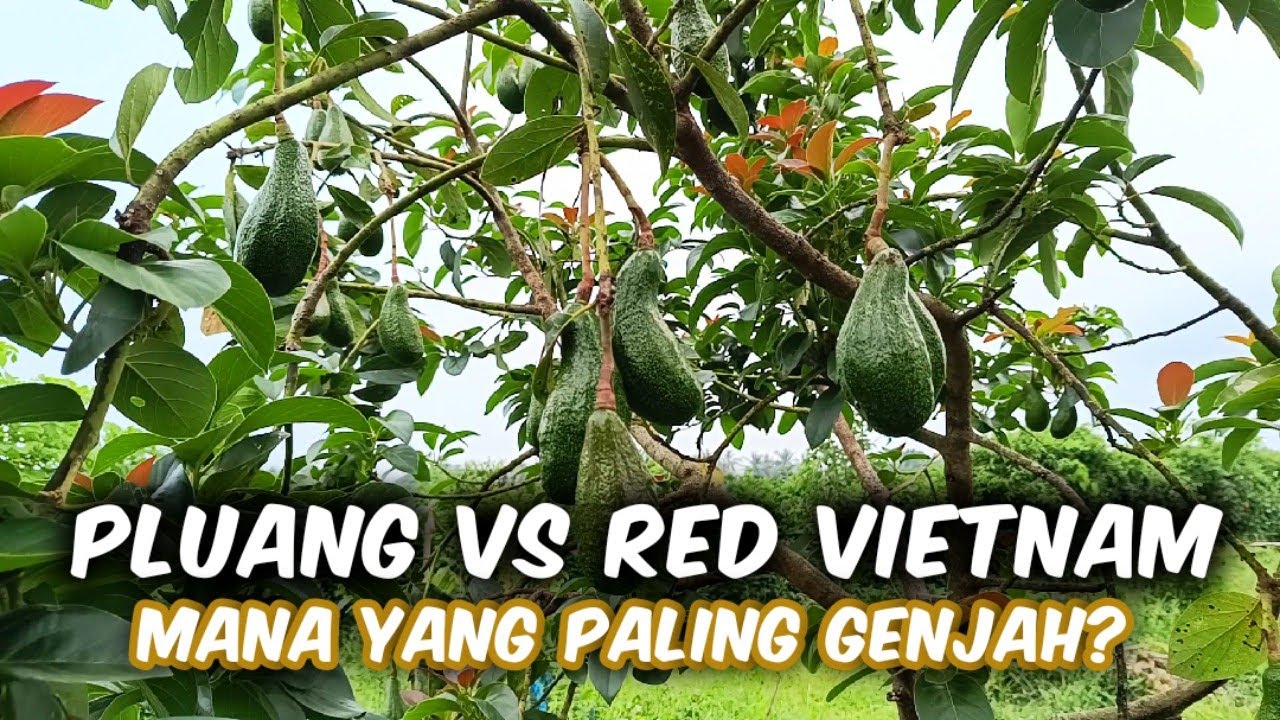 Pembuktian‼️ Alpukat Pluang VS Alpukat Red Vietnam Mana Yang Lebih Genjah?