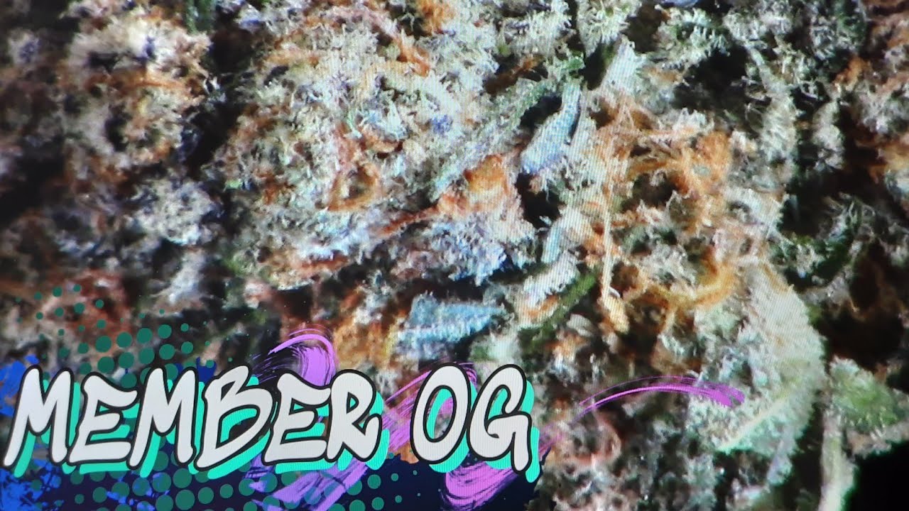 MEMBER OG STRAIN REVIEW