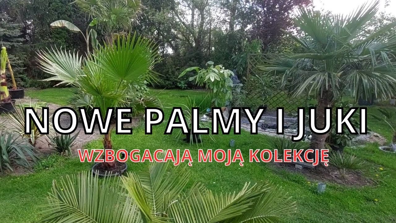 Nowe palmy w mojej kolekcji. Prezentacja palm w ogrodzie i pawilonie zimowym.