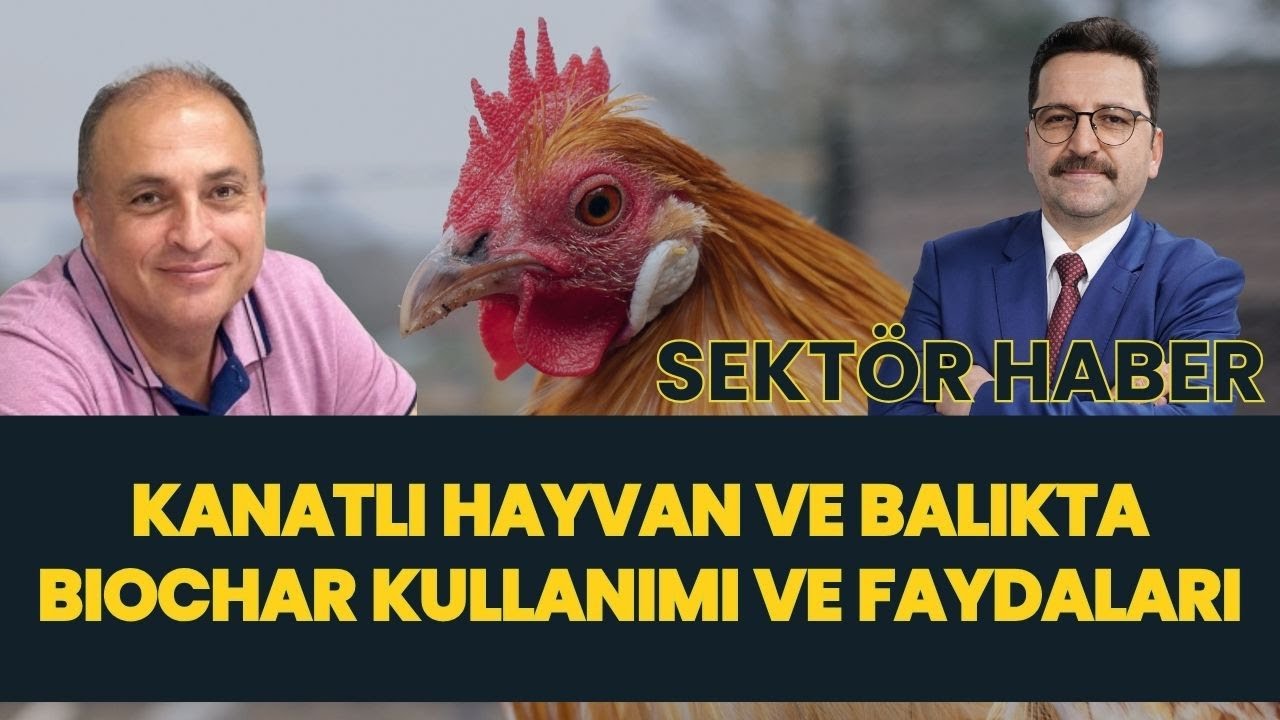 KANATLI HAYVAN VE BALIKTA BIOCHAR KULLANIMI VE FAYDALARI I SEKTÖR HABER