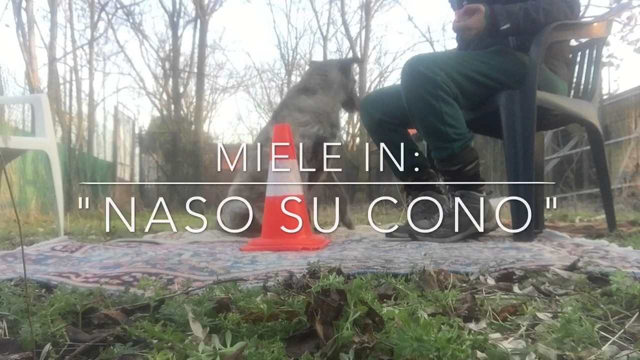 Miele: prima sessione di shaping per naso su cono