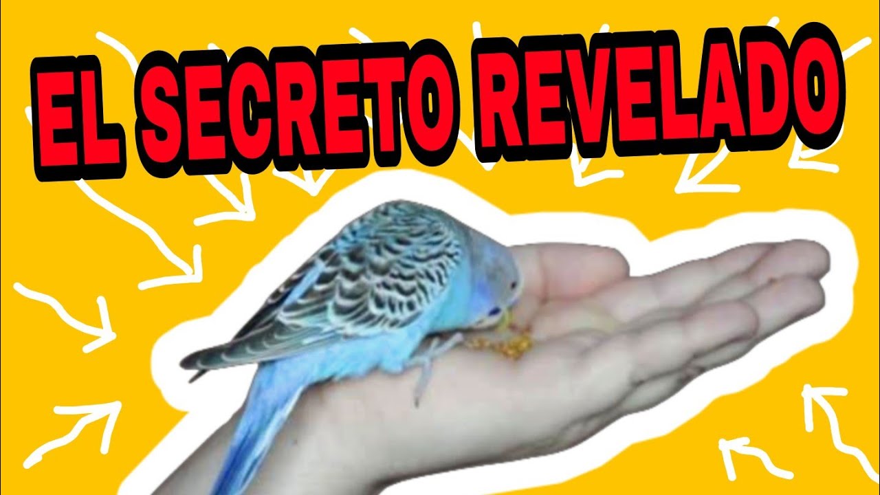 TEN EL MEJOR VÍNCULO CON TU PERIQUITO SABIENDO ESTO