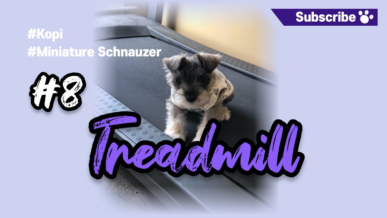 Kopi Miniature Schnauzer #8 Treadmill | She wanna treadmill working (Treadmill is power off) #pet