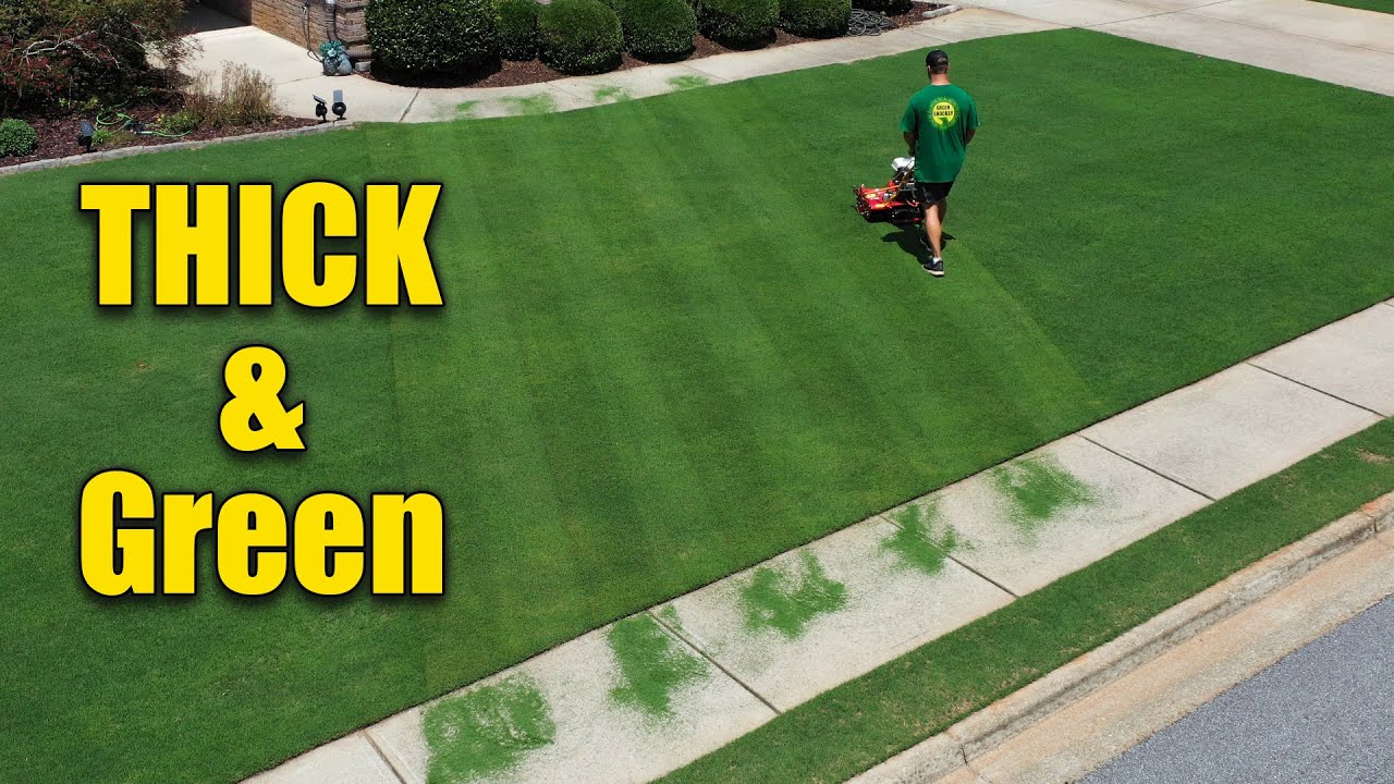 Make Your Lawn Thick and Green