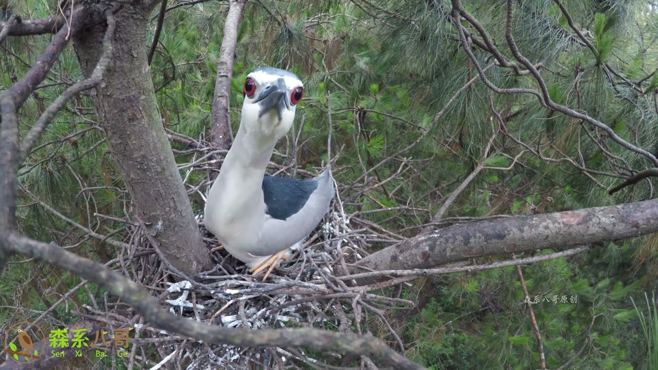 Close observation of night heron hatching eggs近距离观察夜鹭孵蛋，这一层层的树枝，盖房技术比斑鸠强多了