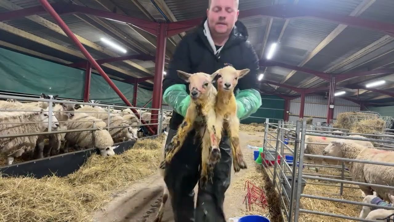 Having a disaster… late night lambing.