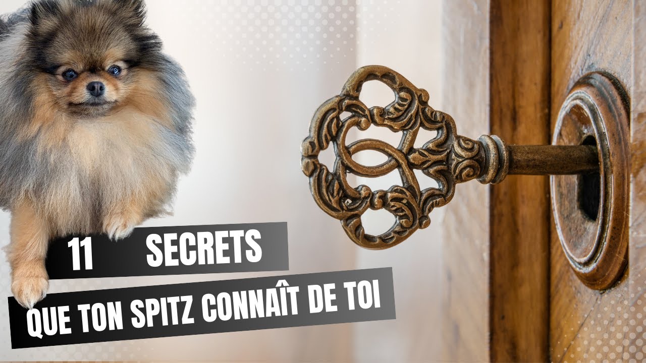 🐶 11 secrets que ton Spitz Allemand conna&icirc;t de toi : 100% #POMERANIAN #chihuahua #louloudepomeranie