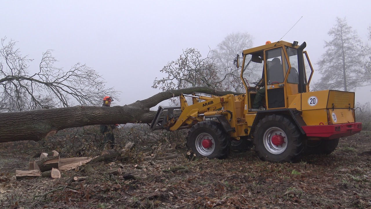 BOMEN ZAGEN EIKEN STIHL MS 241 CM ATLAS AR 61 B