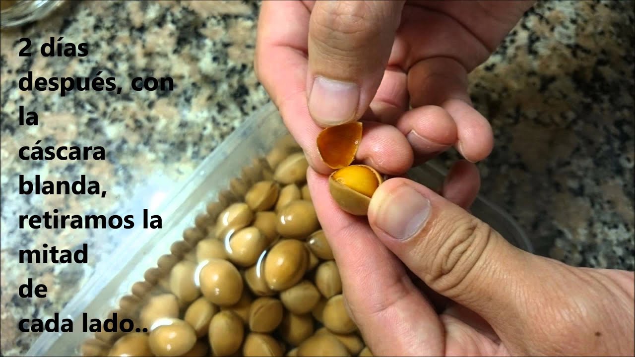 Germinación de Ginkgo biloba