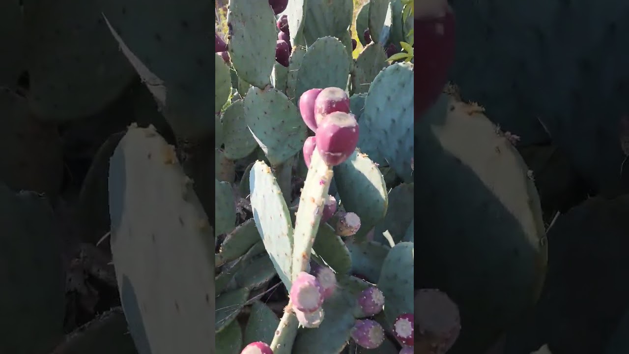 Pickly pear cactus, a cold hardy cactus you can grow in cold zones 4-9 #gardeningwithcoffee #cactus