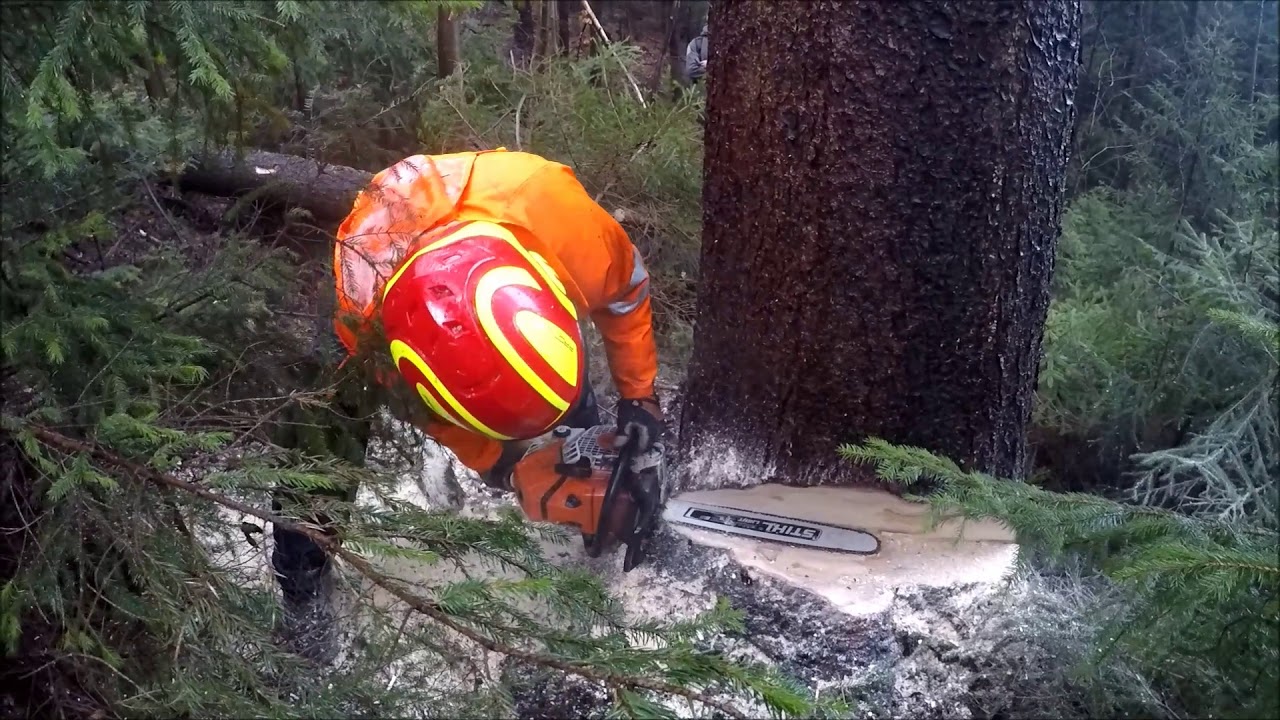 EQUSS 175N & STIHL MS 500i & Ścinka świerka 7,5 m3...