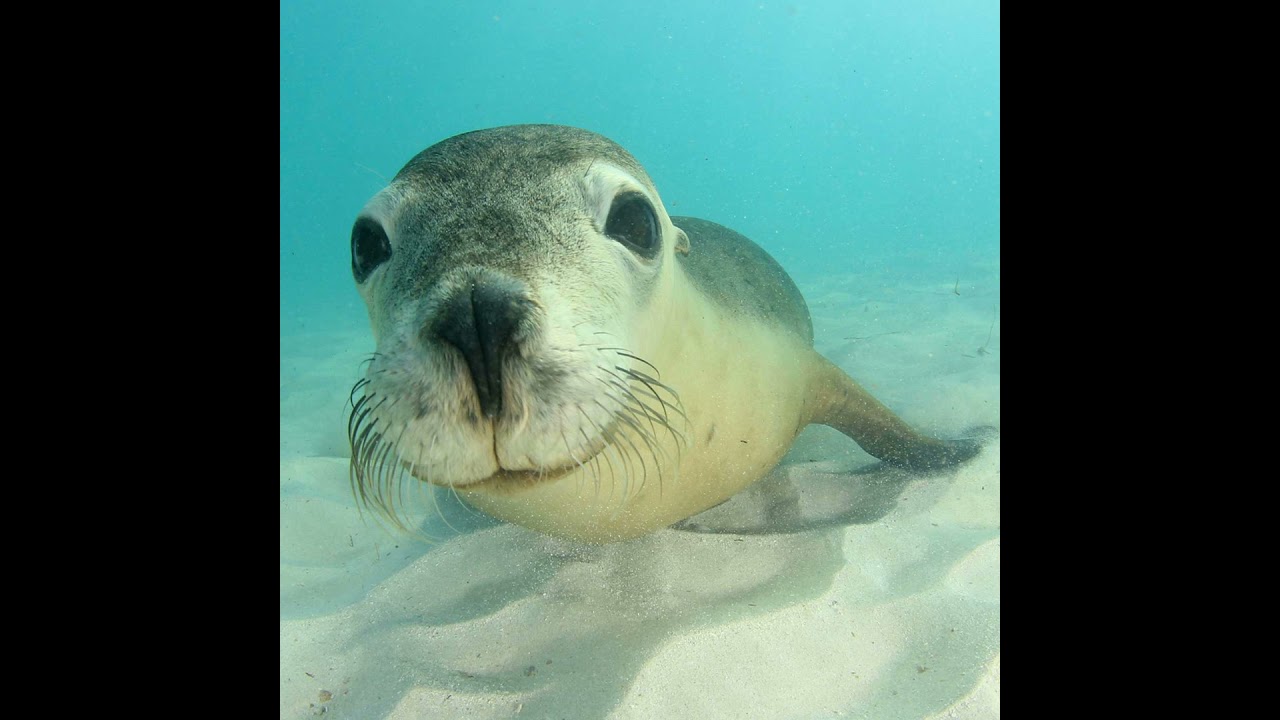 S2 E39: Saving Sea Lions & Albatrosses PLUS Good News about Australia's Nature Laws!