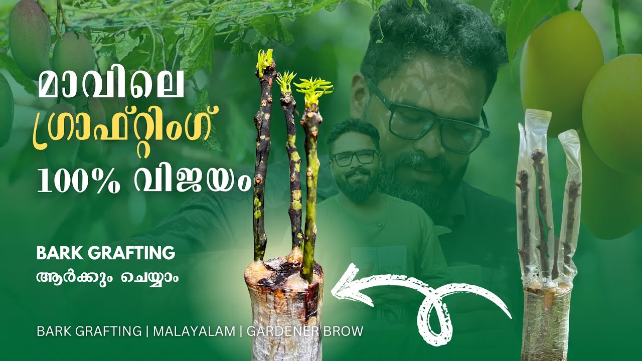 മാവിലെ ഗ്രാഫ്റ്റിംഗ്‌ 100% വിജയം  | BARK GRAFTING 100% SUCCESS