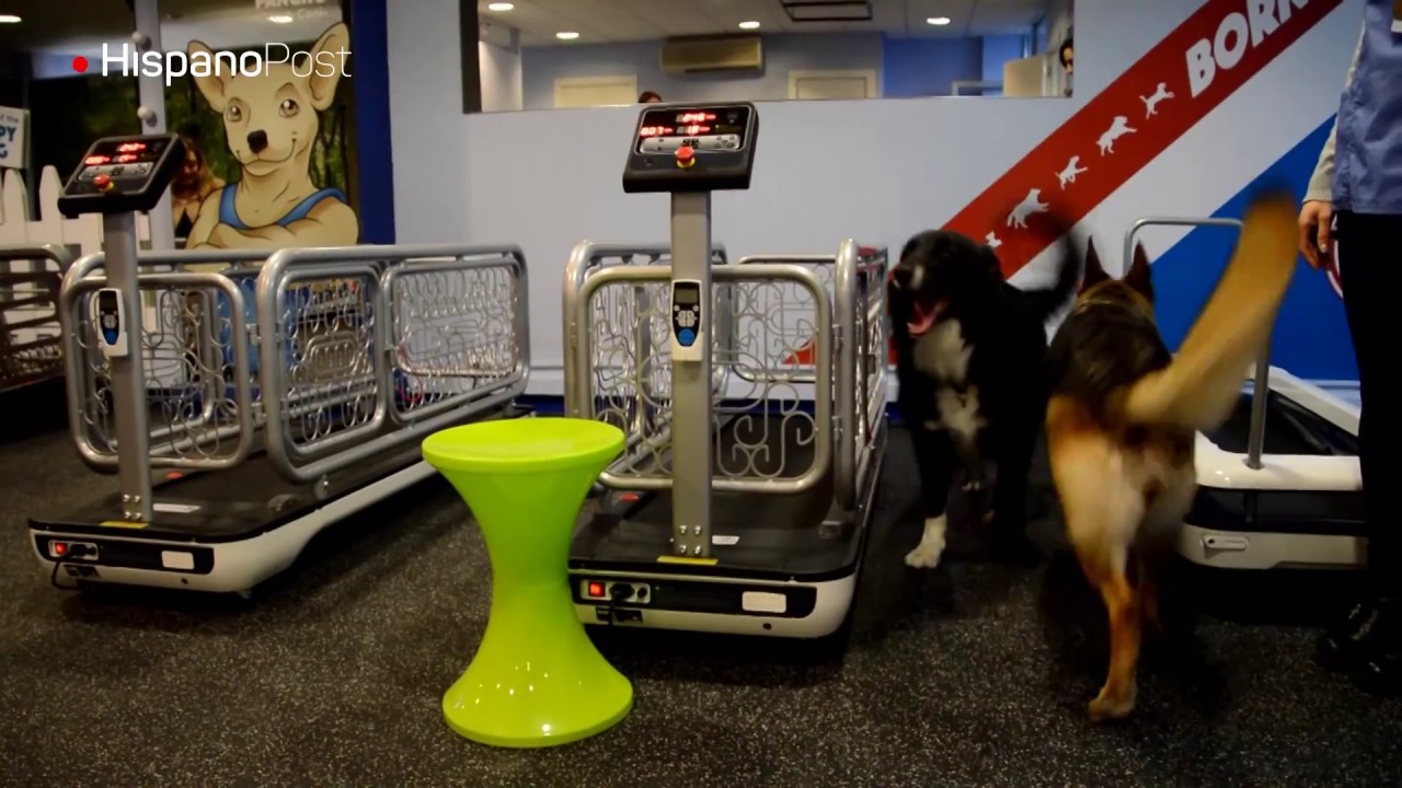 Así es el primer gimnasio para perros de Europa