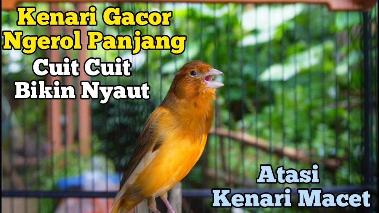 Kenari Gacor Panjang Cuit Cuit Emosi, Pancingan Kenari Paud Belajar Bunyi, terapi ampuh kenari macet