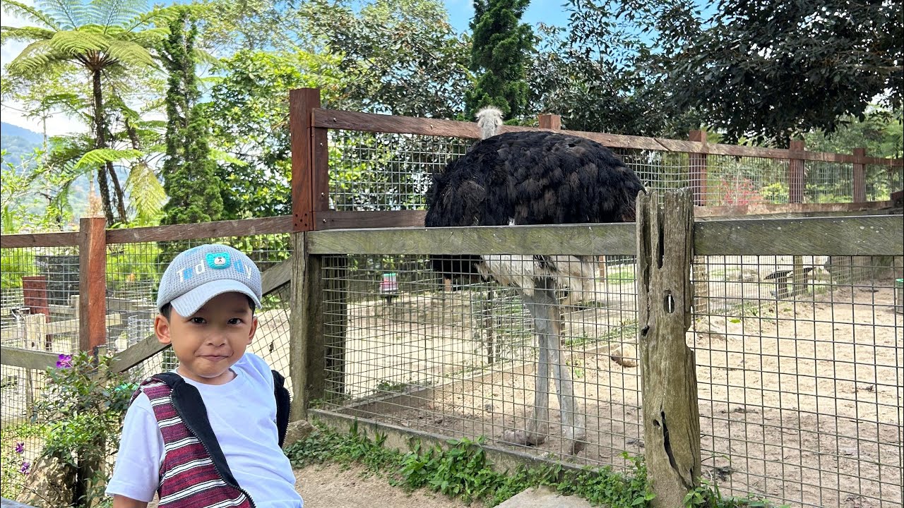SERU BERMAIN SAMBIL MELIHAT BINATANG KUDA ALPAKA ILAMA BURUNG MERAK KELEDAI DI BALI FARM HOUSE
