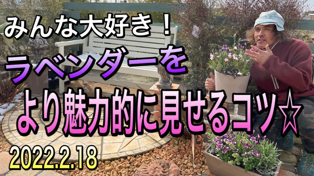 【寄せ植え】パワーアイテム☆ラベンダーをより魅力的に見せるコツ♪