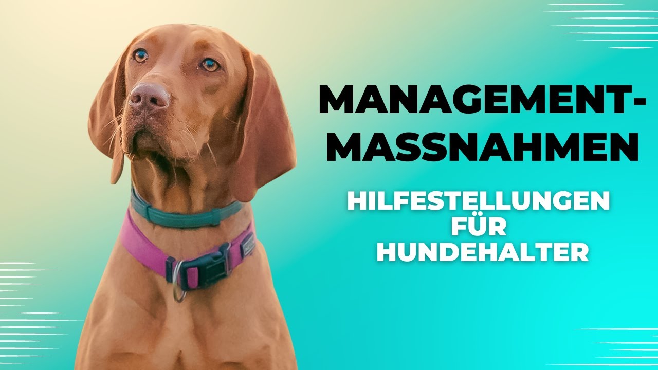 Managementmassnahmen- Hilfestellungen für den Hundehalter