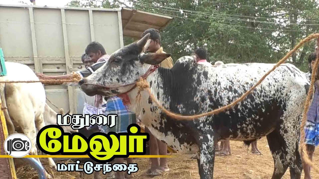 Melur mattu santhai | மேலூர் மாட்டு சந்தை