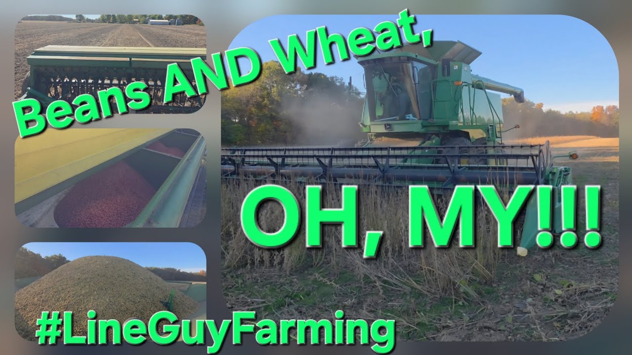 Planting Wheat Before The Rain Fall Harvest Pt. 3 #farming #harvest