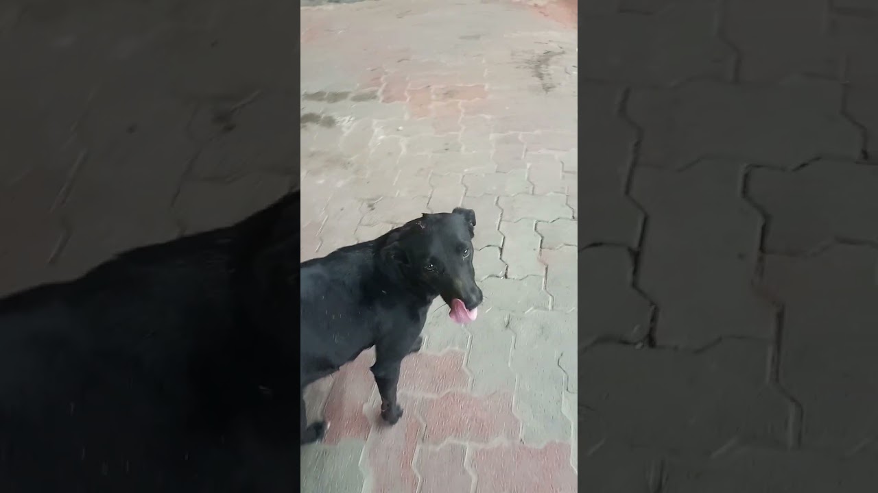 Dogesh bhai ke sat chai ka mza lete hua#