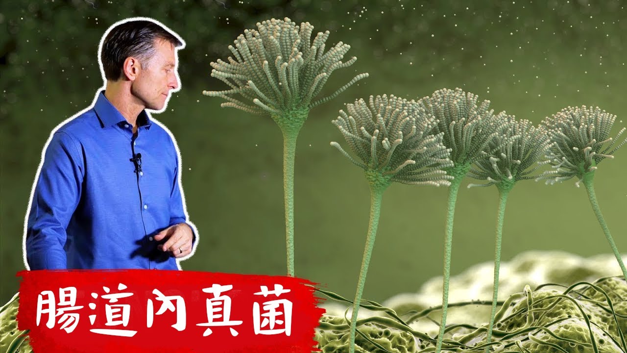 好菌控制壞菌:念珠菌、真菌和酵母菌危害,平衡抗生素,柏格醫生 Dr Berg