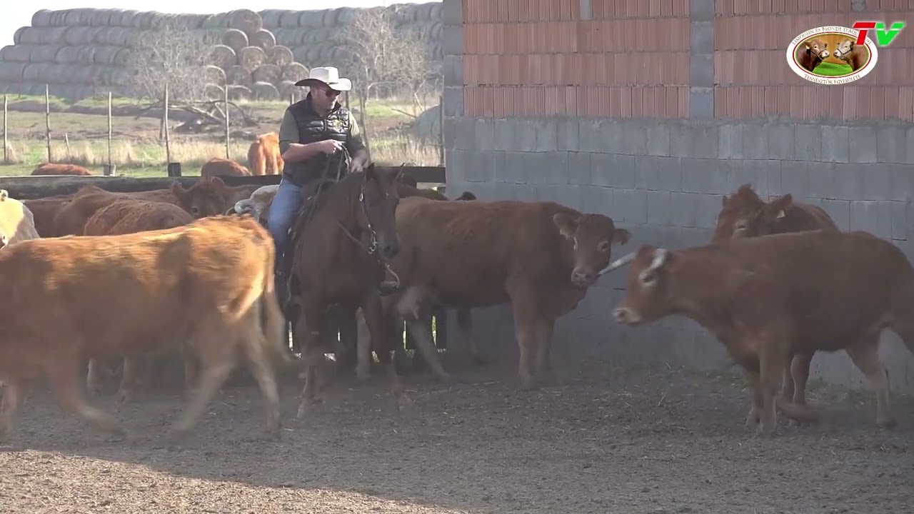 13./2025. A Fekete Lovastanya a TÉLEN-NYÁRON LIMOUSIN ÉS BLONDE D'AQUITAINE műsorban
