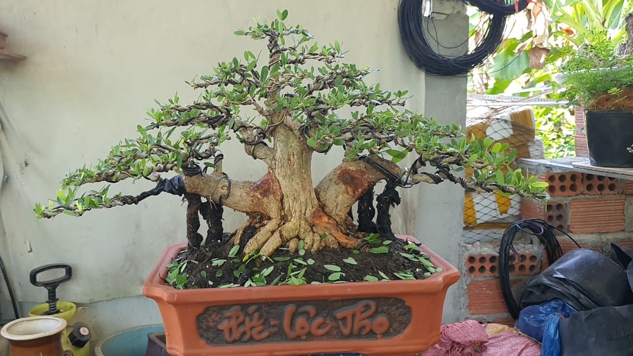 Khang BonSai Giá RẻClip 33 sam trái mini đẹp.linh sam cành âm bông trắng đẹp giá mềm.zalo:0336510113