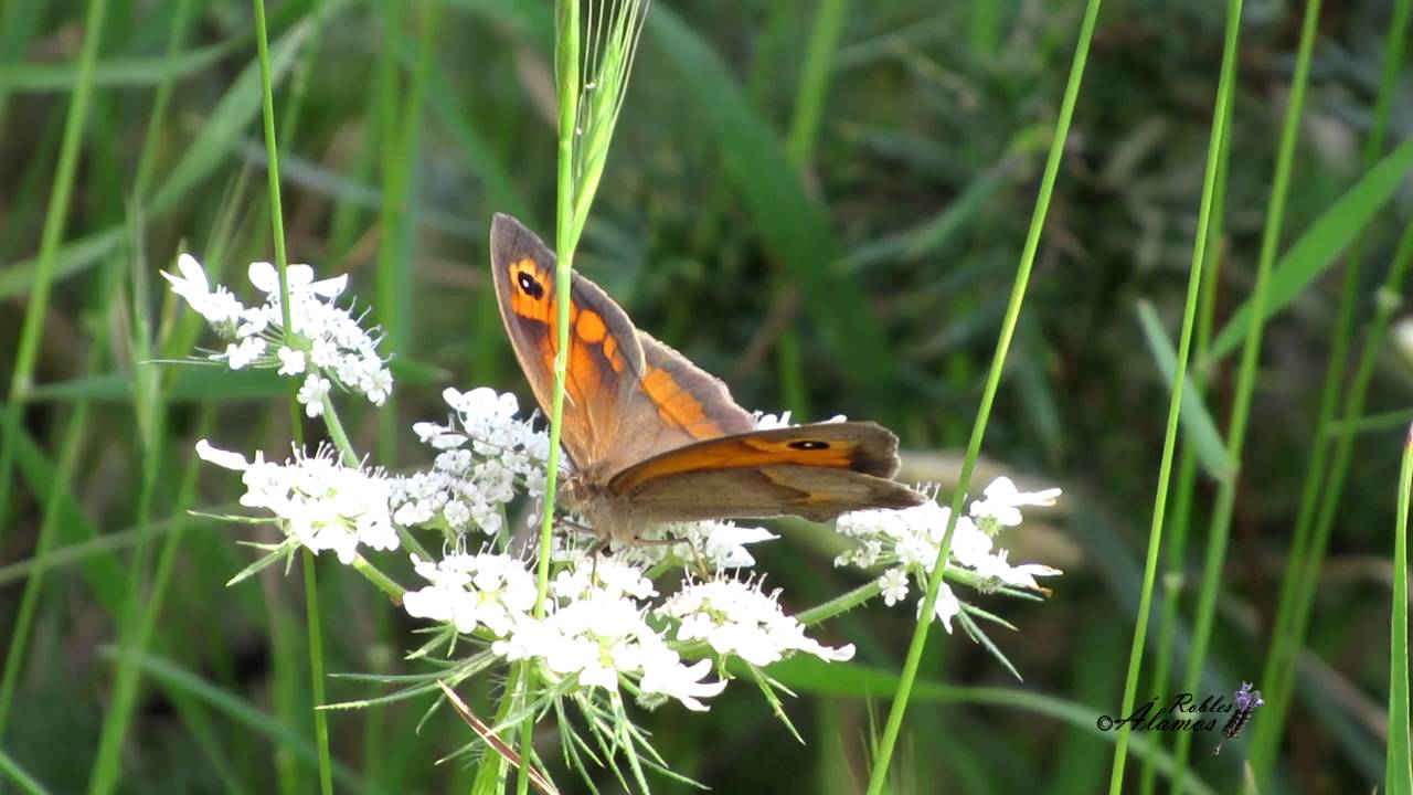 Mariposa (Hyponephele lycaon) polinizando!