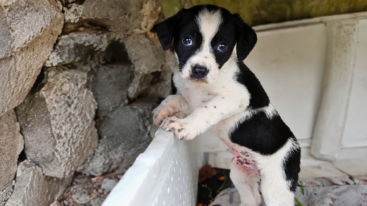 Abandoned Puppy was Left Alone and was Barely Surviving Until This Happened