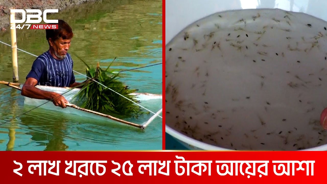 পুকুরে গলদা চিংড়ির পোনা উৎপাদনে সাফল্য | DBC NEWS Special