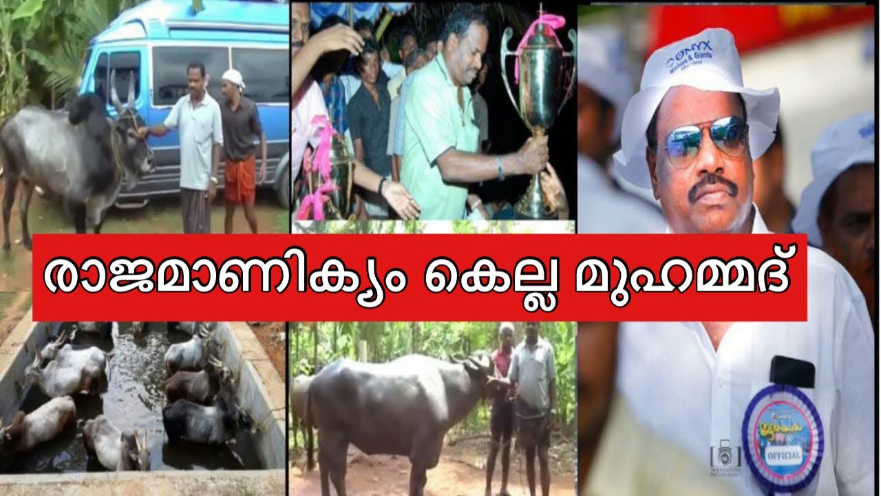 Rajamanikyam kella muhammed 🔥🔥🔥 കാളപൂട്ട് ൻറെ രാജമാണിക്യം കെല്ല മുഹമ്മദ്