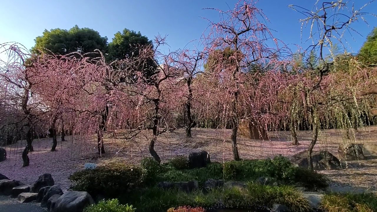 Plum blossom of Jonangu Shrine, Kyoto