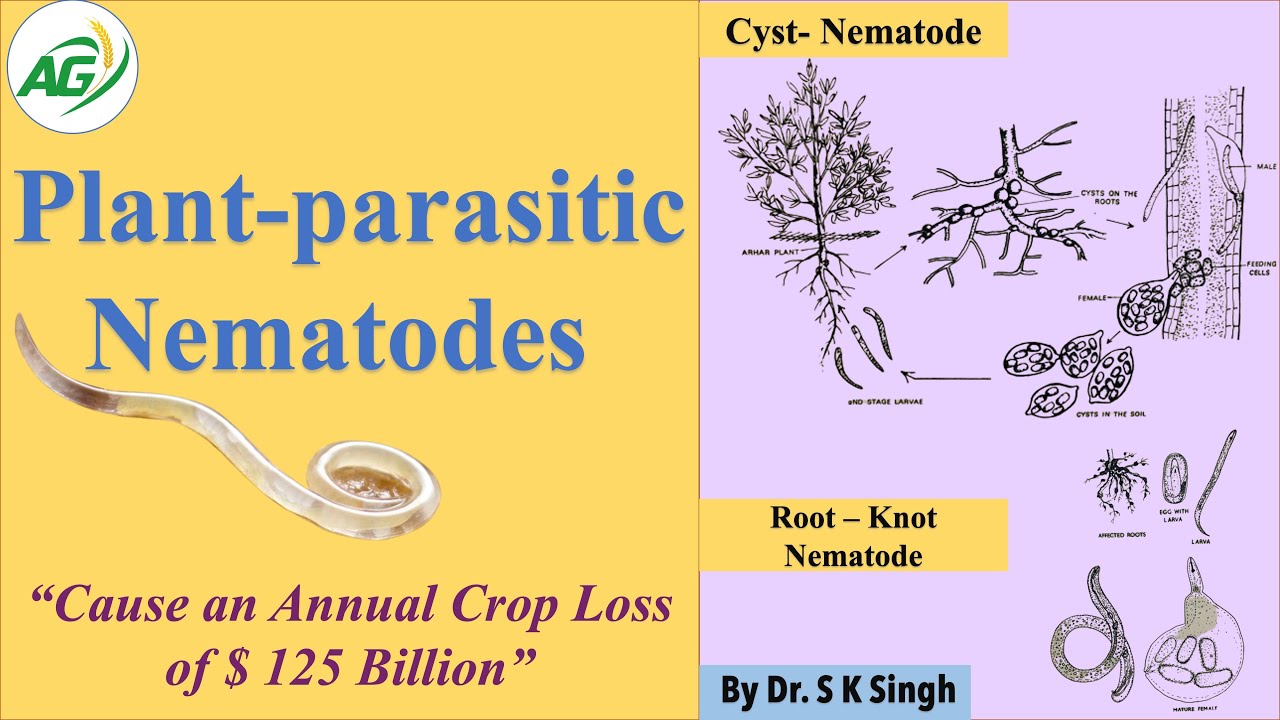 Plant -parasitic Nematodes