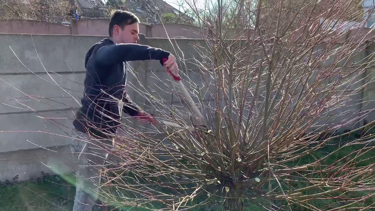 Taille saule crevette (partie2)