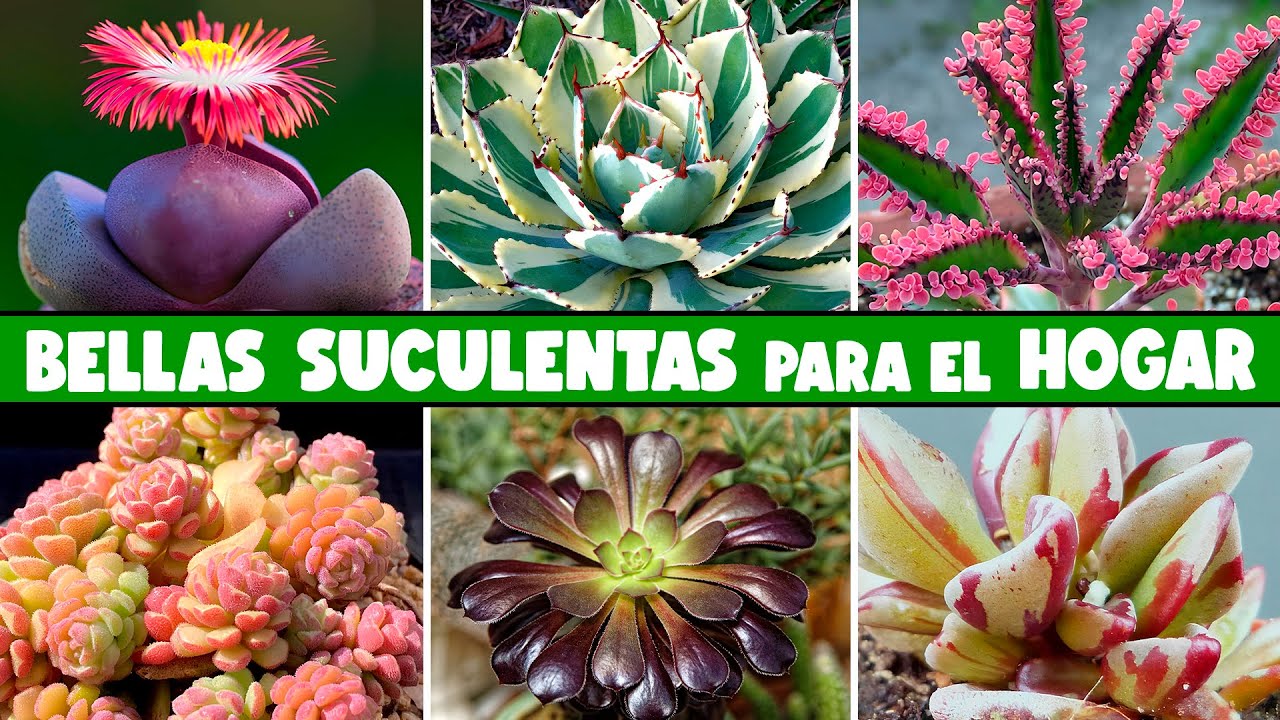 MUCHAS PLANTAS SUCULENTAS para DECORAR EL HOGAR