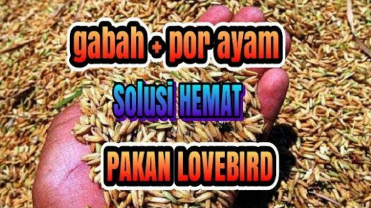 #lovebird #ternak #koloni  SUPER HEMAT, GABAH dan VOER AYAM Solusi Pakan Lovebird