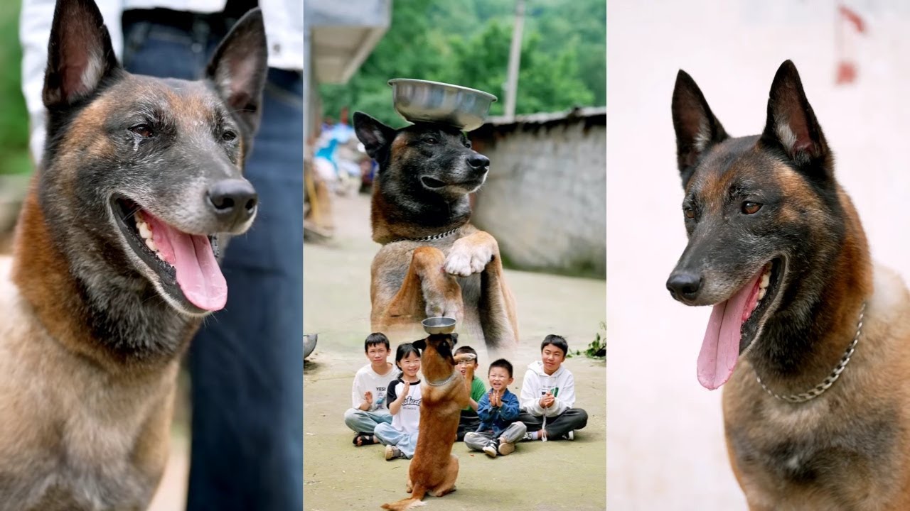 感人善行：狗狗将家里的米和油援助给困境中的小女孩一家！🐶❤️