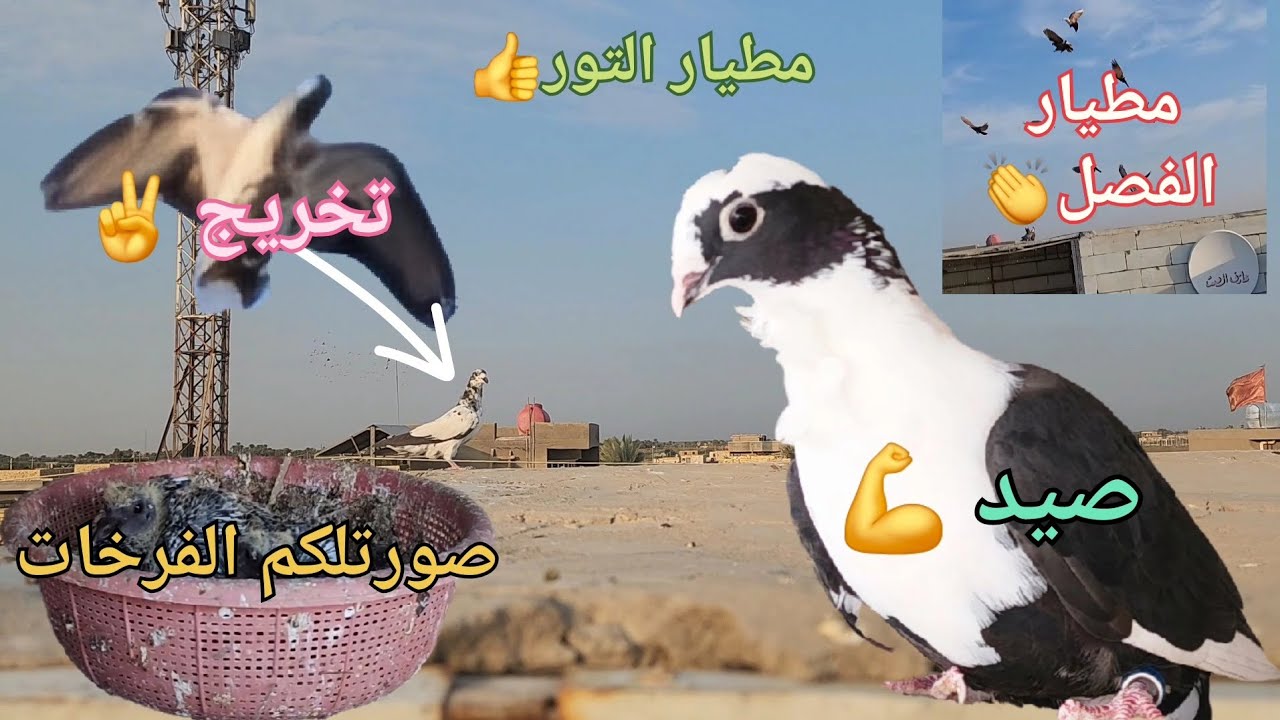 صيد 💪وتخريج التور✌️وفصل الحمر 👏وطبكَة مباشر💝وصورتلكم الفرخات 🐣مطيار التور 👍تفاصيل أكثر بالمقطع 👆