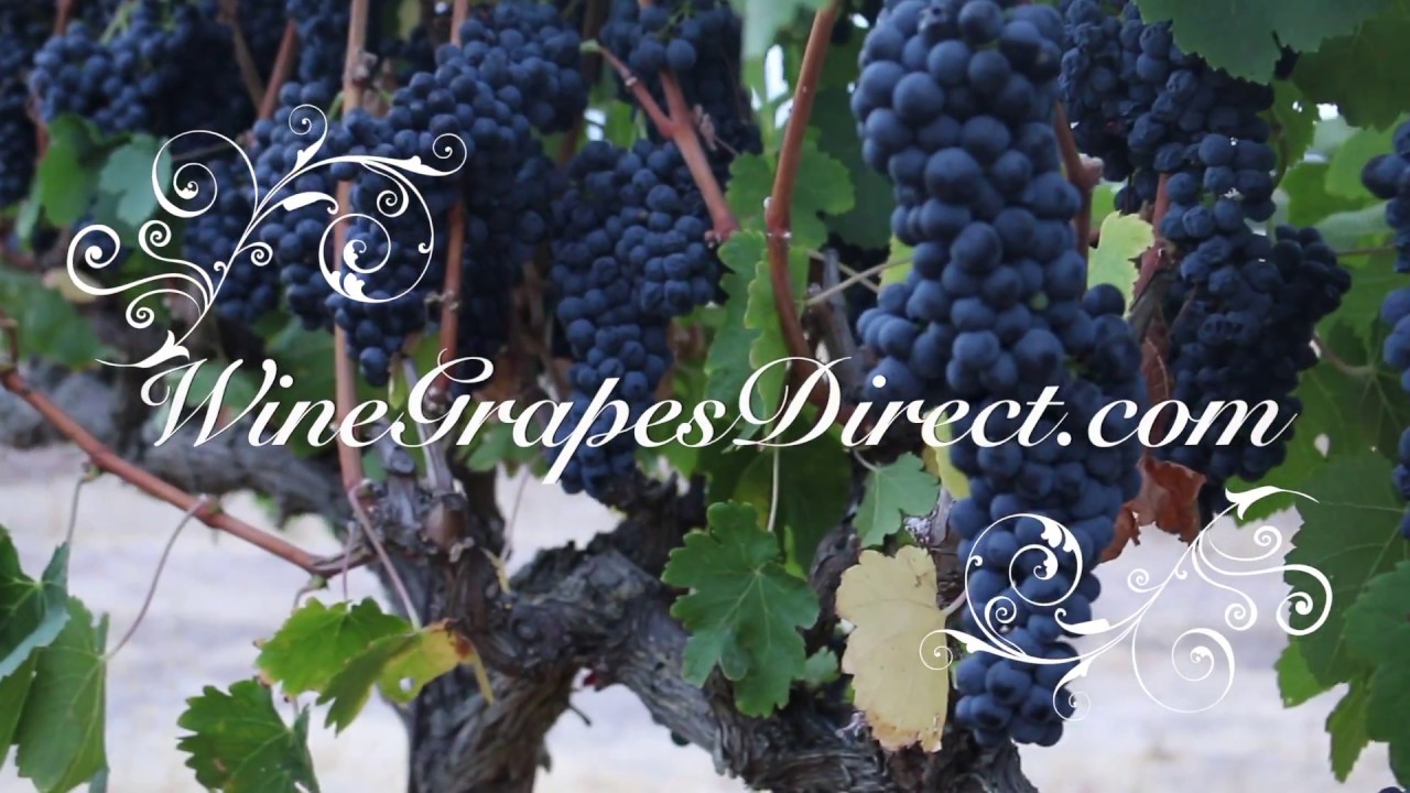 Check out the Free Ingredient Kit and See What Grape Must Looks Like