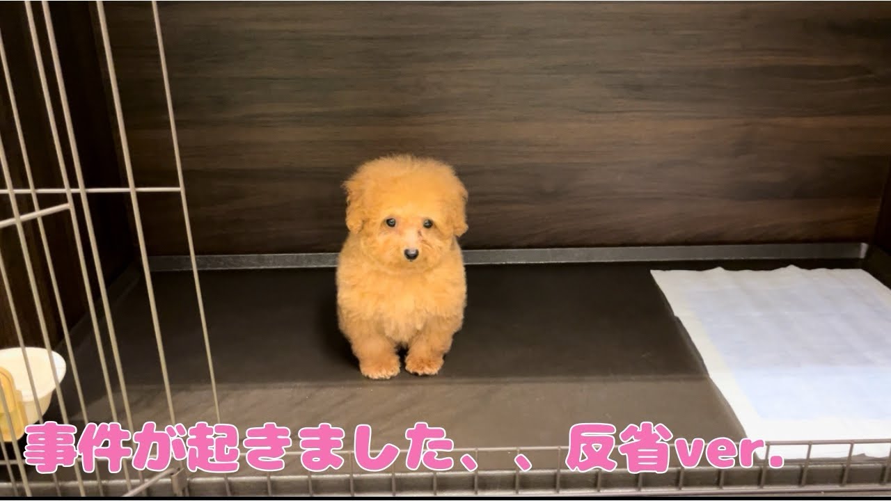 帰宅すると、、またまた事件発生です