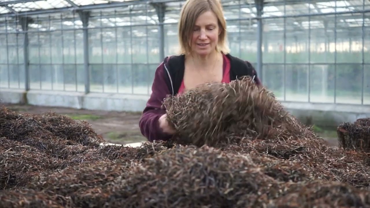 Seagrass – from waste to raw material