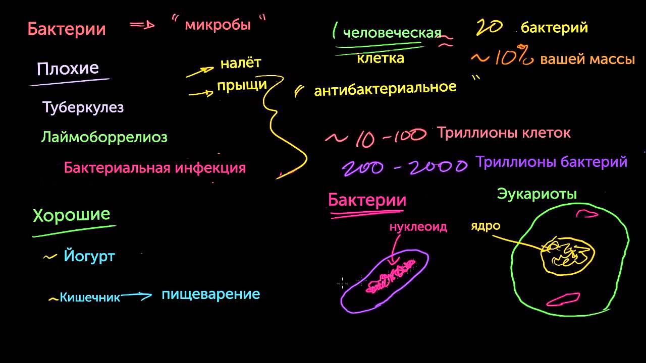 Бактерии