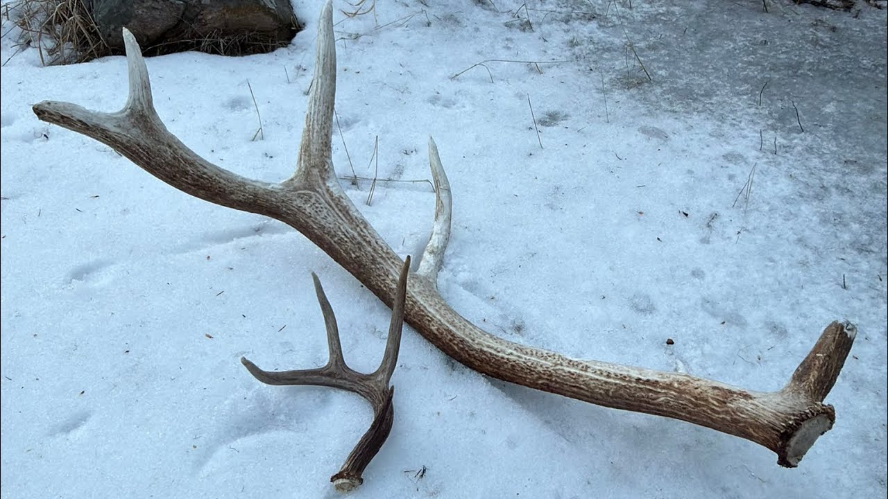 Montana Elk and Deer Sheds 2026!! 