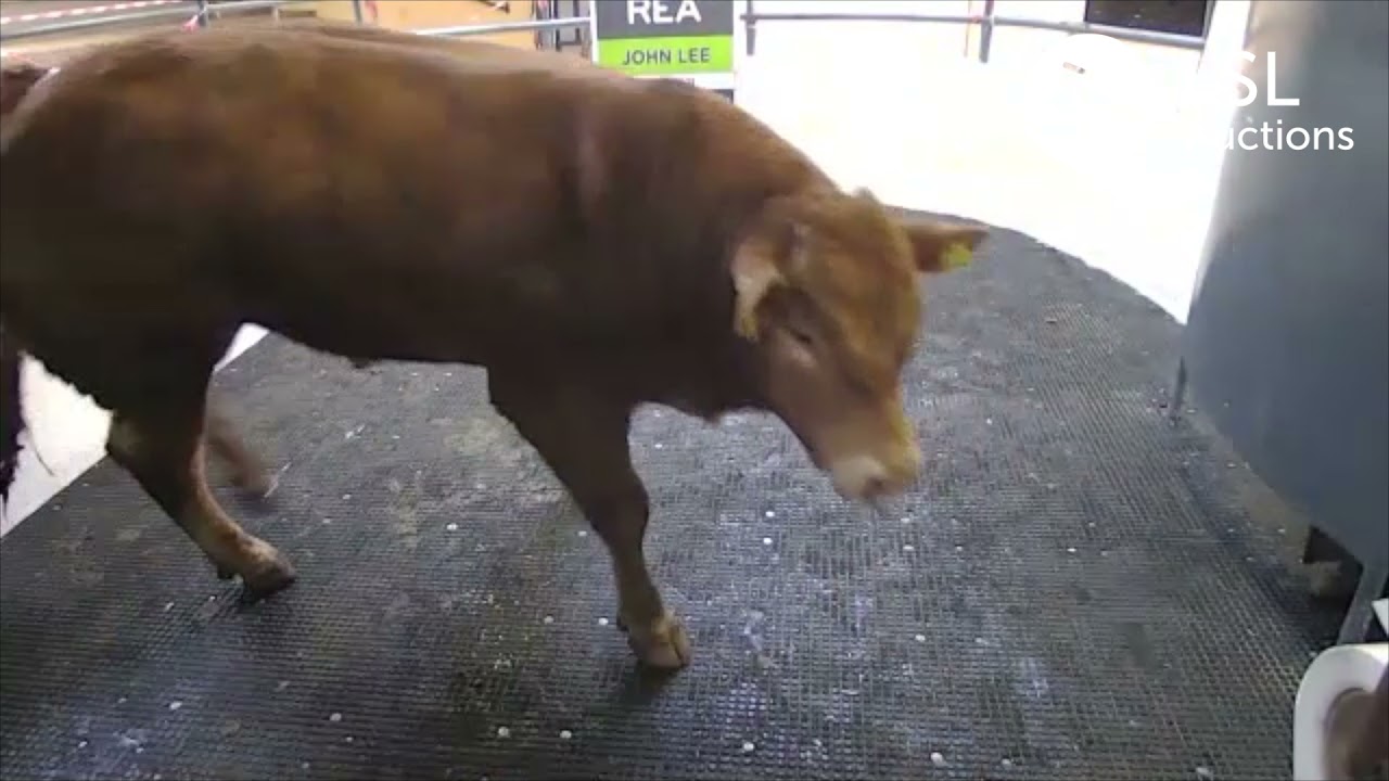 LSL Auctions - 5* Purebred Pedigree Limousin Bull at Newport Livestock Mart - LSLAuctions.com